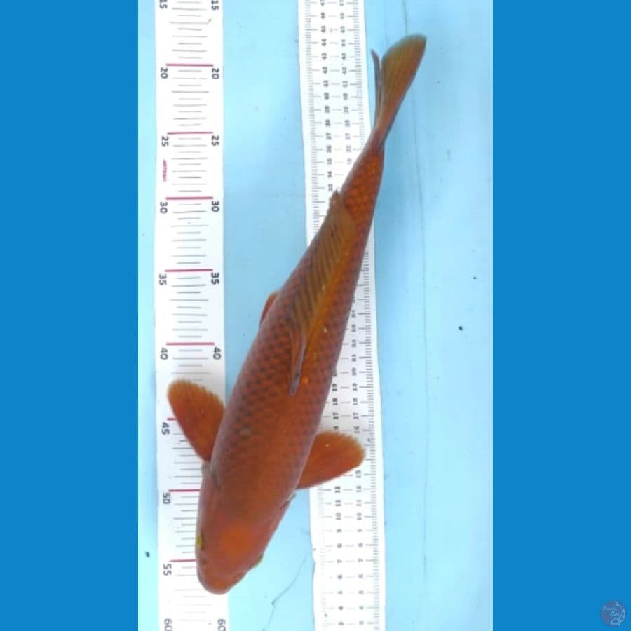 chagoi 40cm jantan