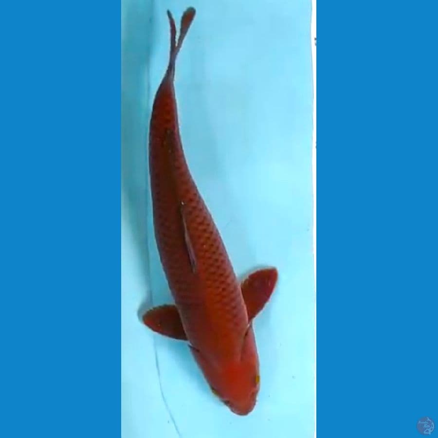 chagoi 39cm