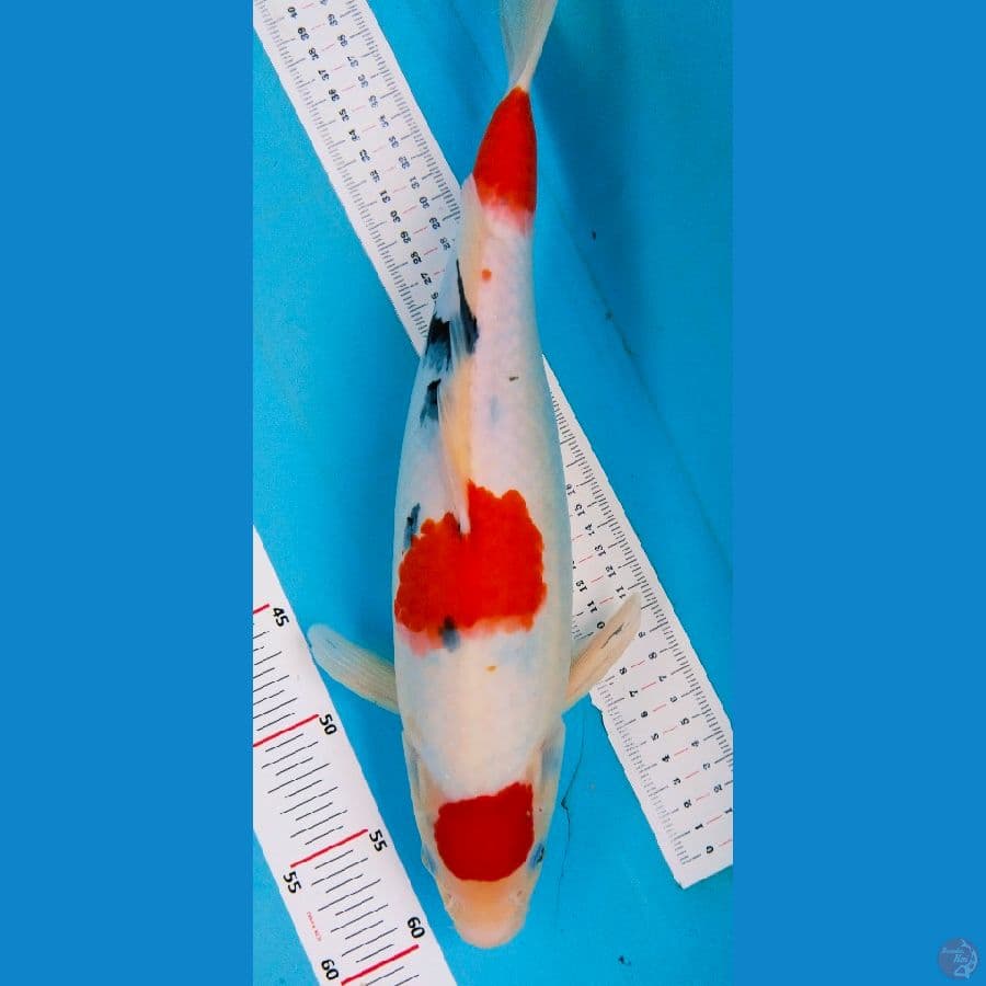 sanke 40cm