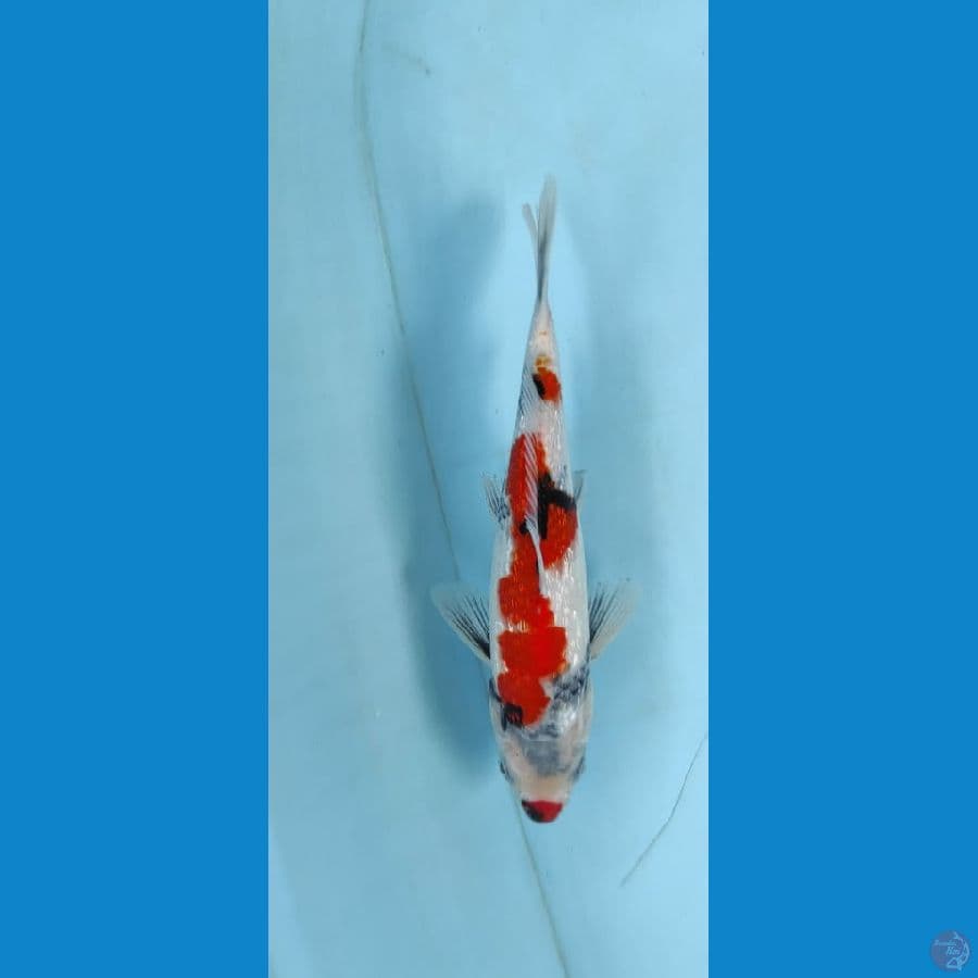 showa 25cm