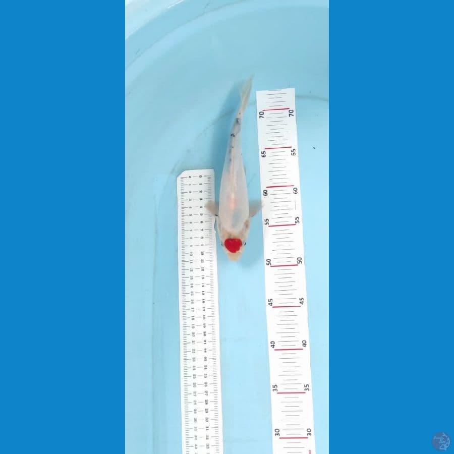 tancho 22cm