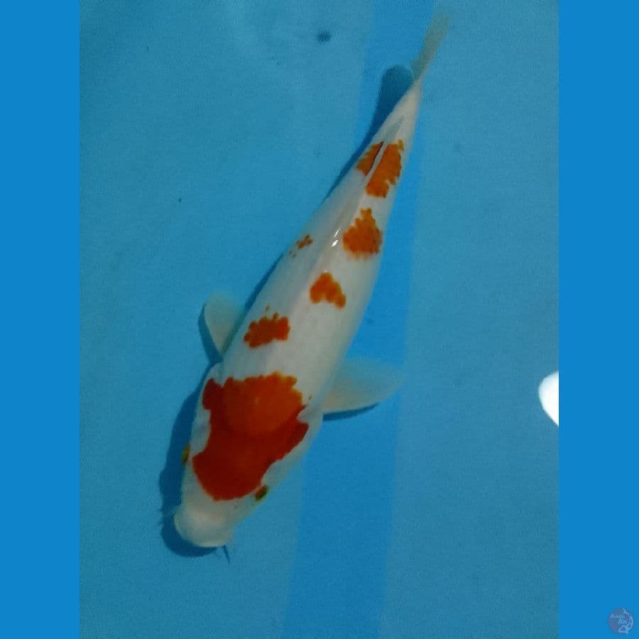 kohaku female gendong telur 37cm