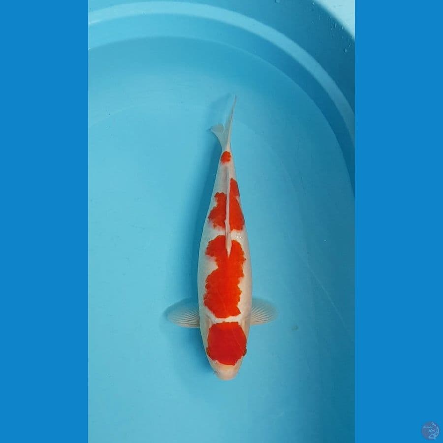 MARUTEN KOHAKU STRONG 39cm