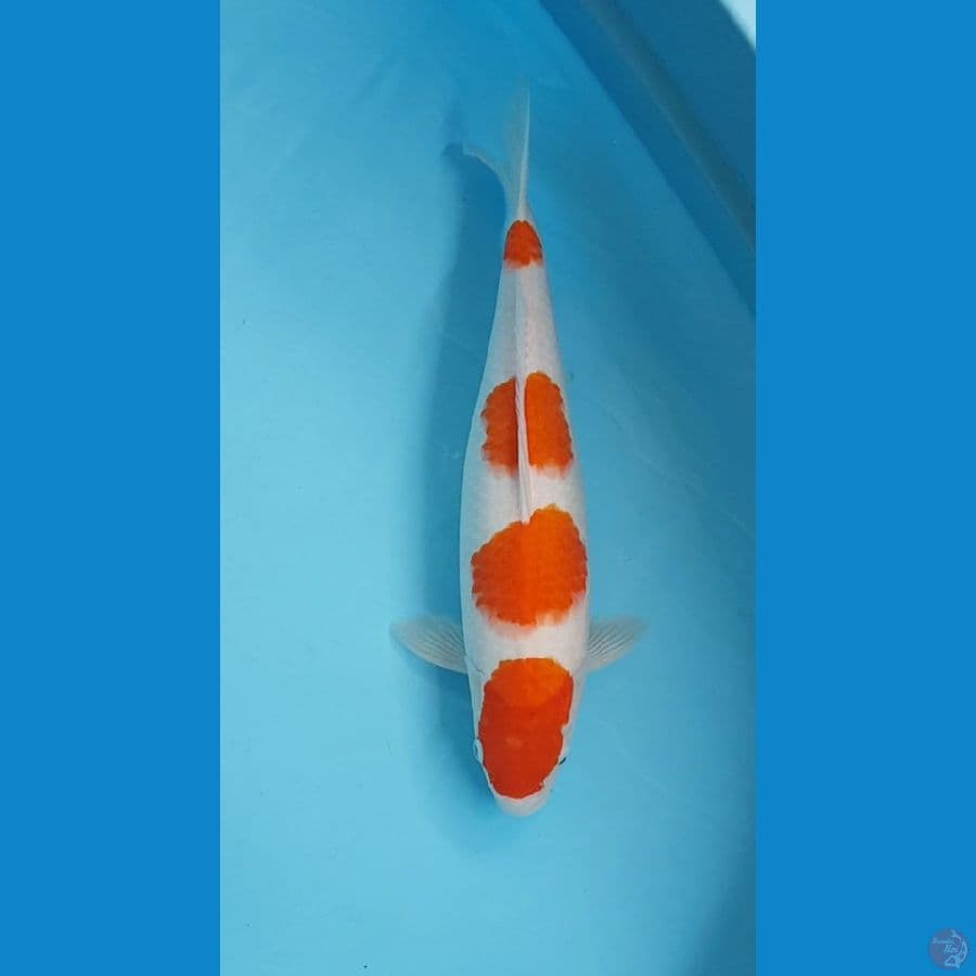 KOHAKU STEP 4 ORI 41cm