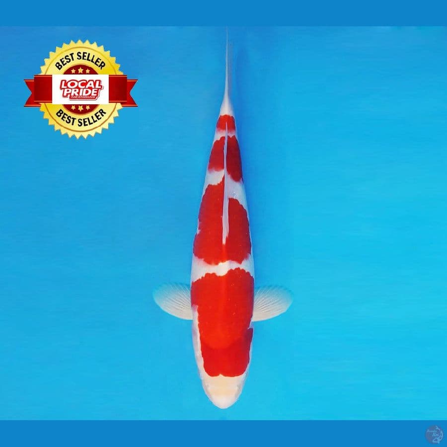 ASAHI LAVA 1 ~ Kohaku 35 cm/male 