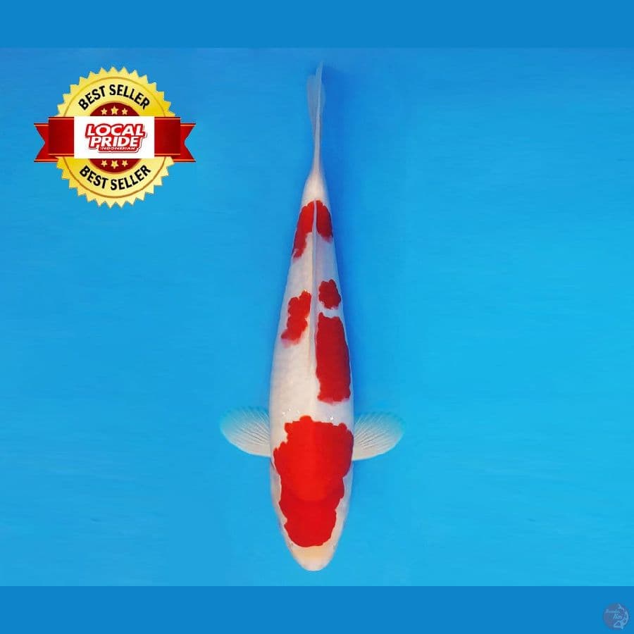 ASAHI LAVA 2 ~ Kohaku 35 cm/male ™