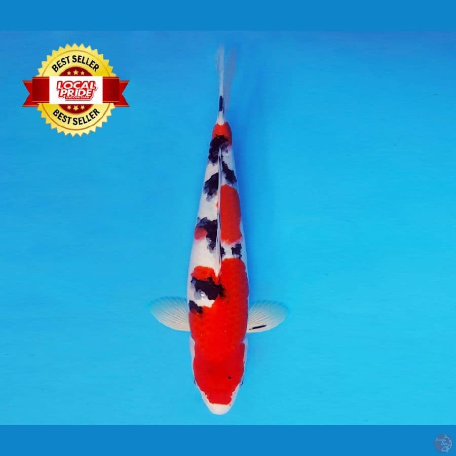 ASAHI LAVA 3 ~ Taisho Sanke 37 cm/male ™