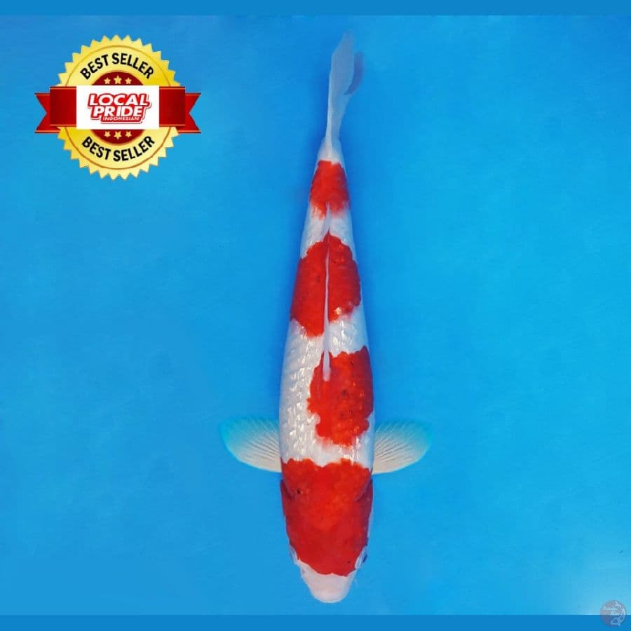 ASAHI LAVA 4 ~ Ai Goromo Gin Rin 37 cm/male ™