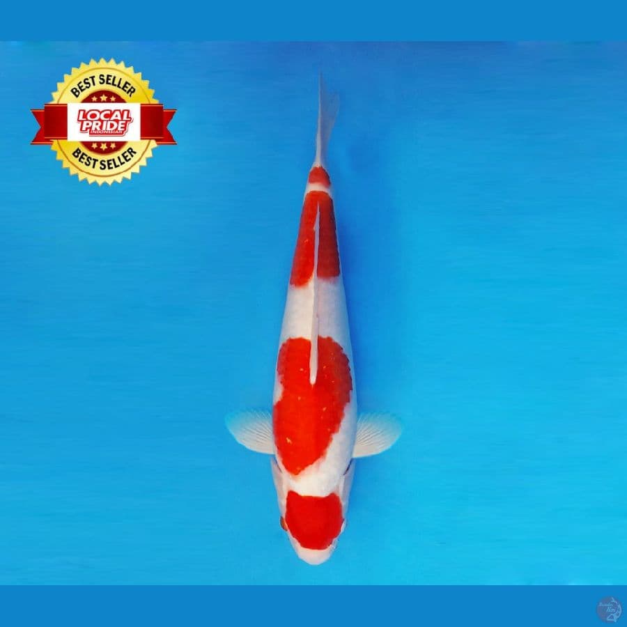 ASAHI LAVA 6 ~ Maruten Kohaku 40 cm/fm ™