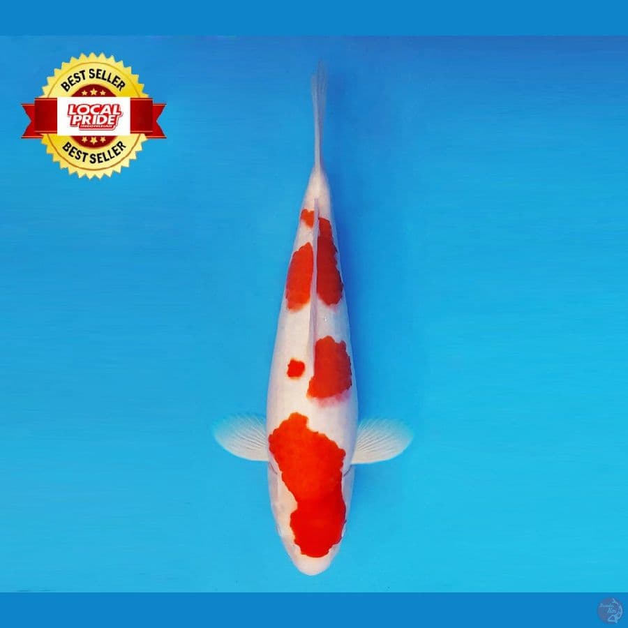ASAHI LAVA 9 ~ Kohaku 39 cm/fm ™