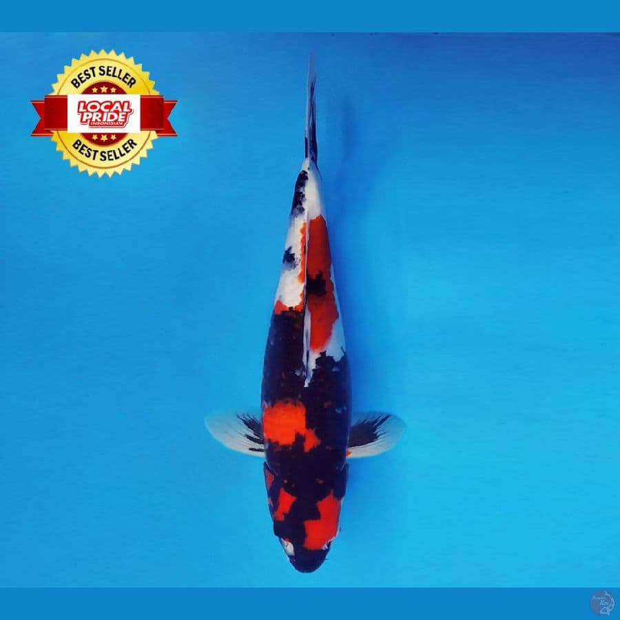 ASAHI LAVA 10 ~ Showa 39 cm/fm ™