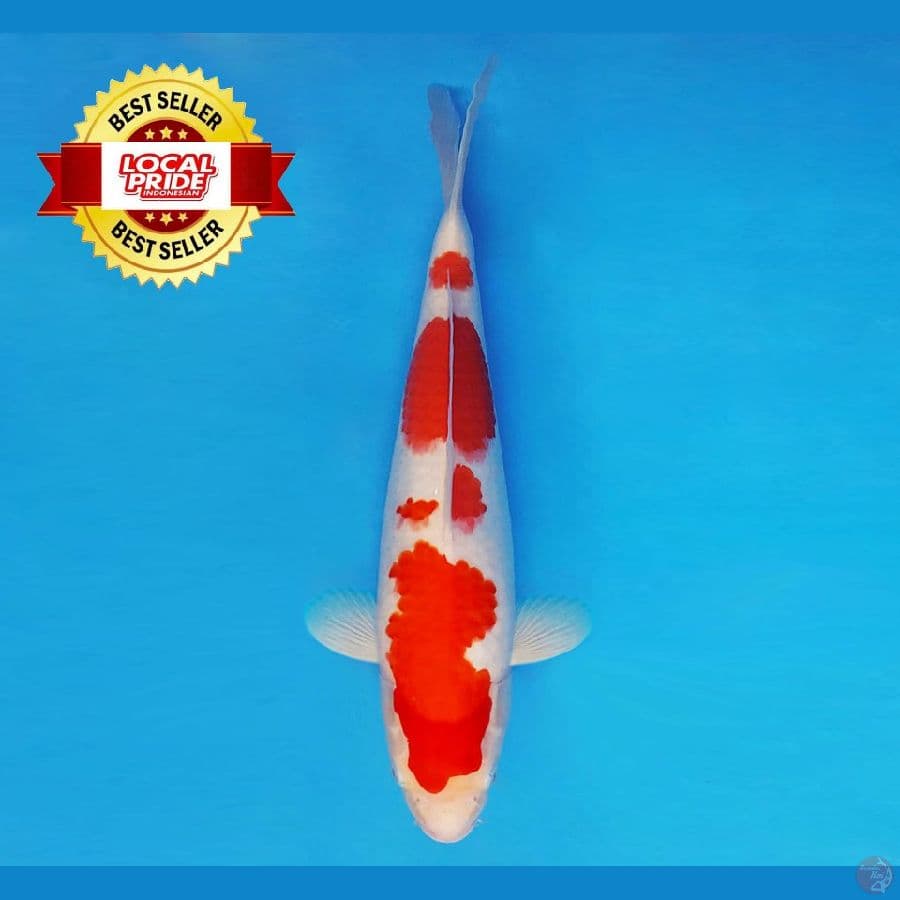 ASAHI LAVA 12 ~ Kohaku 37 cm/male ™