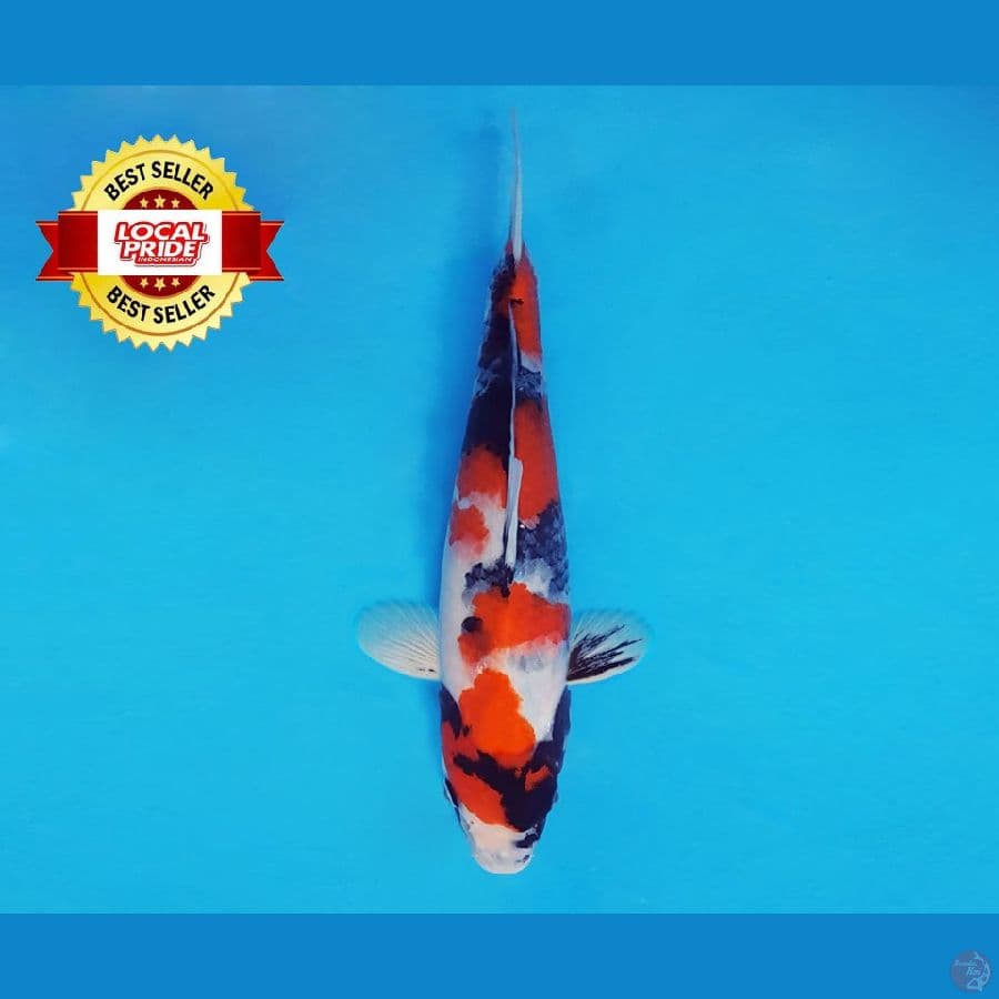 ASAHI LAVA 13 ~ Showa Evo 27 cm/male ™