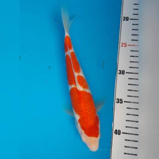 SANDAN KOHAKU MALE