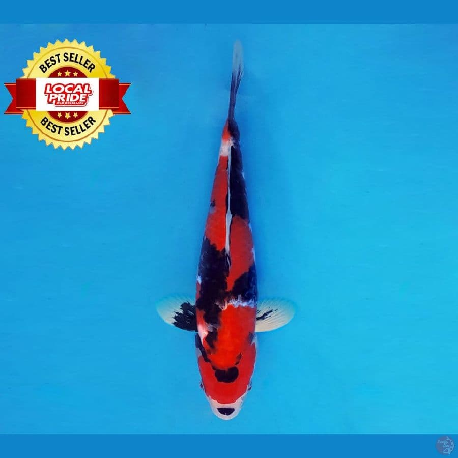 ASAHI LAVA 15 ~ Showa Evo 35 cm/fm ™