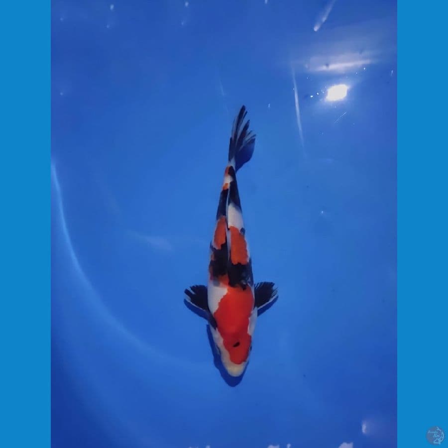 Halusss Male 22 cm