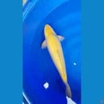 karashi ginrin 57cm male
