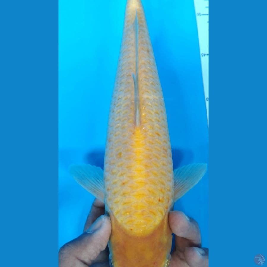 Karasi Corn 29Cm