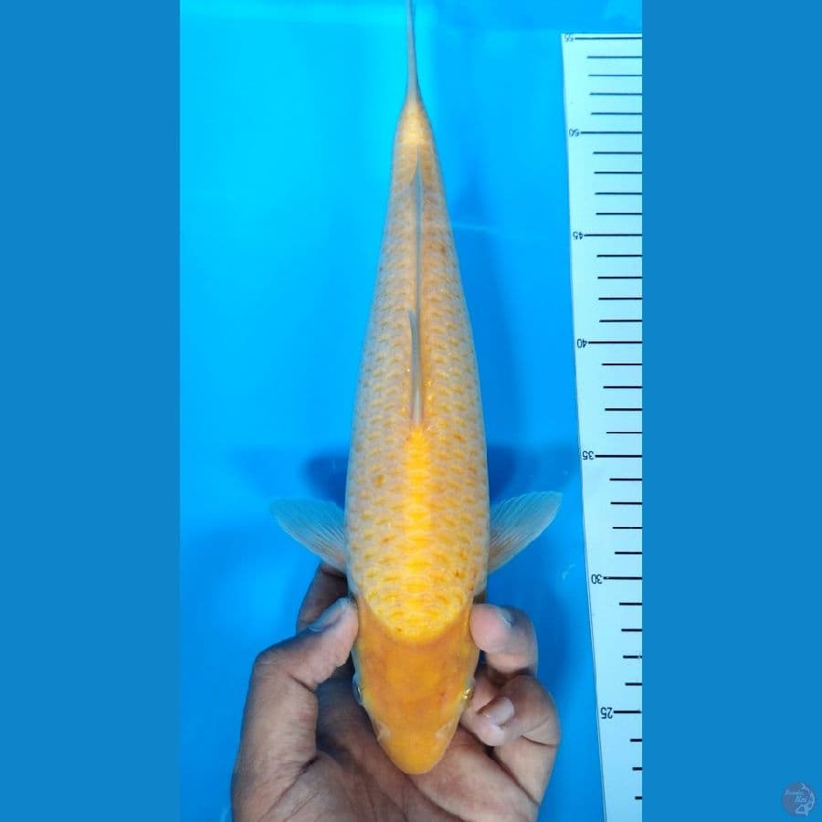 Karasi Corn 29Cm