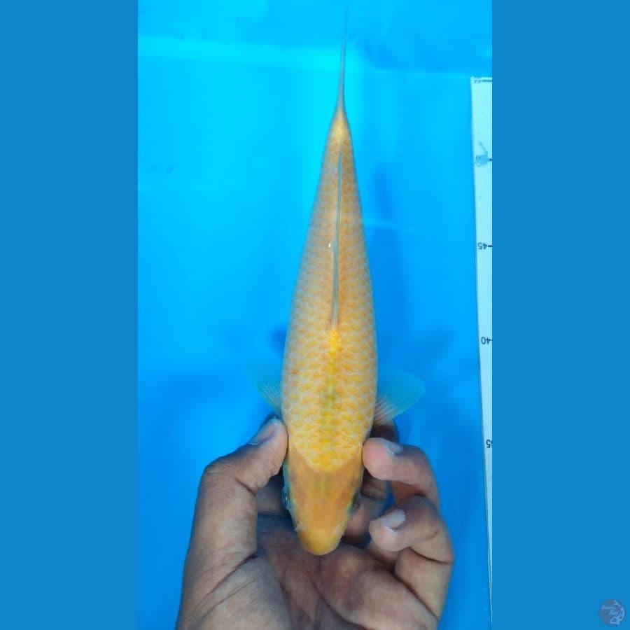 Karasi Corn 23Cm
