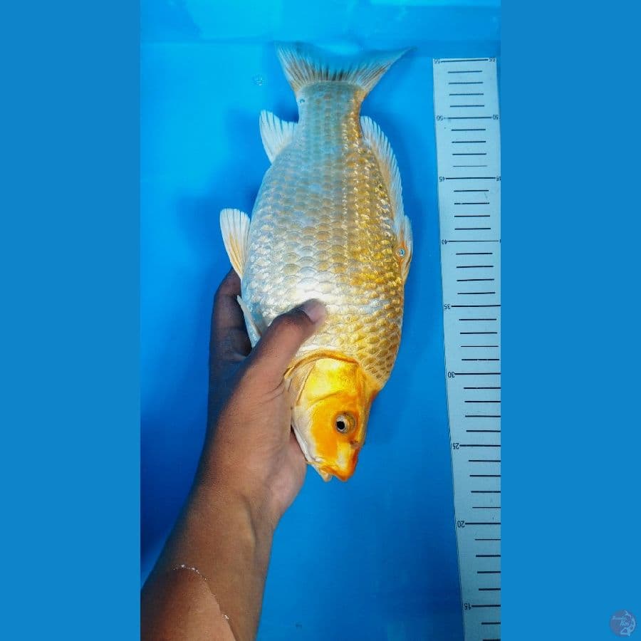 Golden Corn Ginrin Super Bulky 34Cm