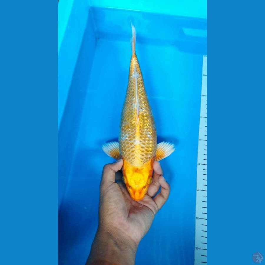 Golden Corn Ginrin Super Bulky 34Cm