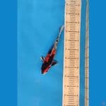 Kin Showa doitsu 29cm SQ