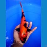 hi utsuri 28 cm