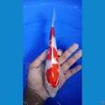 kohaku 26 cm