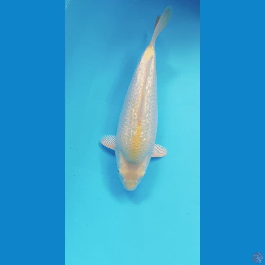 KARASI GINRIN 28CM MALE PUNUK
