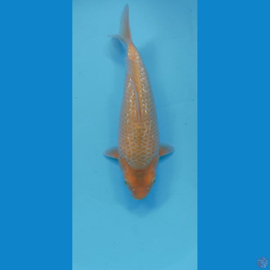 RED KARASI GINRIN 30CM MALE PUNUK