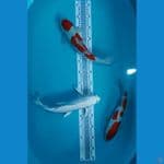 Kumpay Platinum 34cm Vs Duo Kohaku Doitsu 30,35 cm