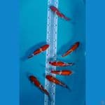 7 Kohaku Doitsu Calon Joss
