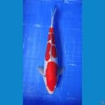 Doitsu male 36 cm 