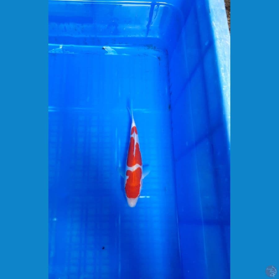 kohaku doitsu 19 cm
