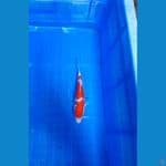 kohaku doitsu 19 cm 