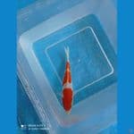 kohaku doitsu