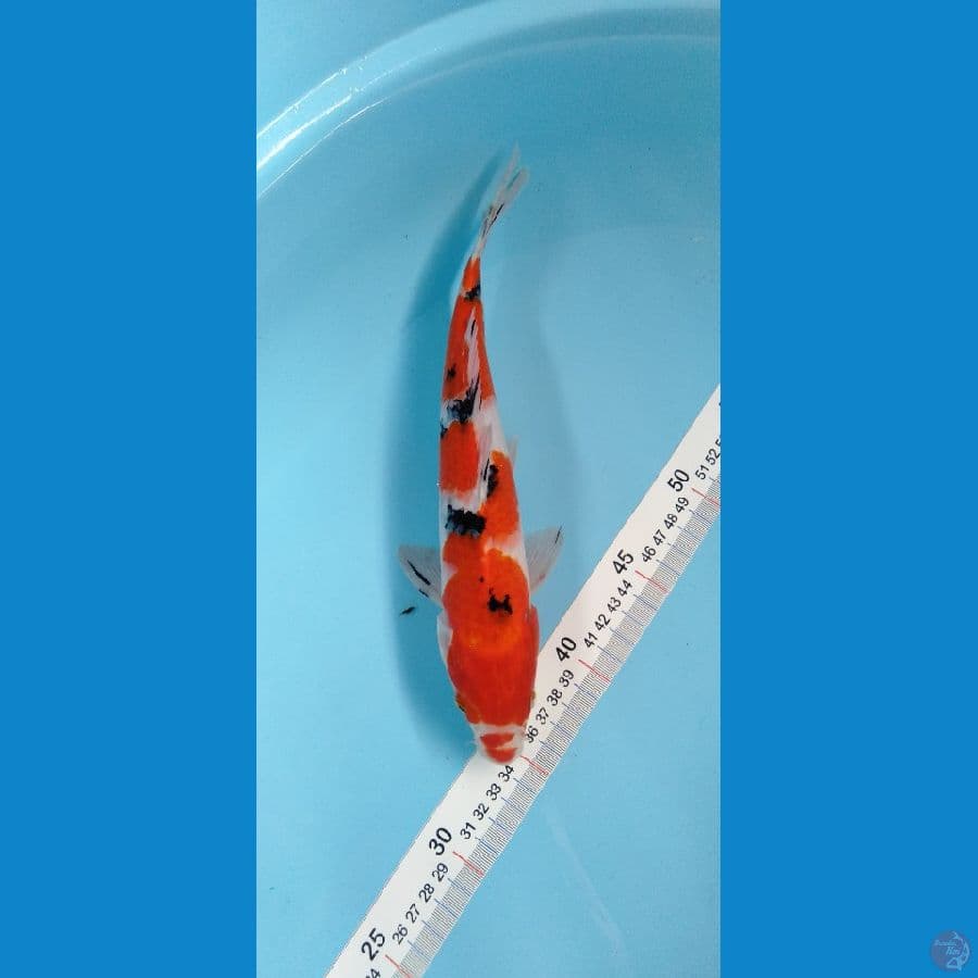 SANKE 25CM