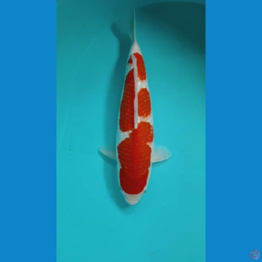 KOHAKU GINRIN HQ 31CM MALE ORI