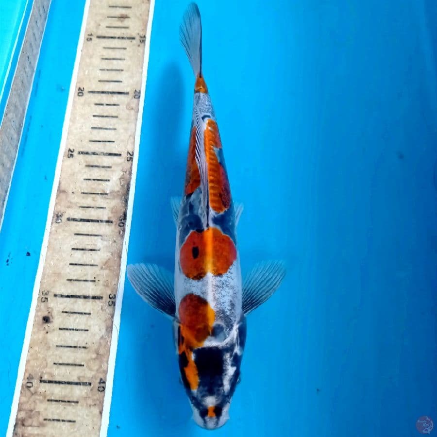 kikokuryu, 25 cm