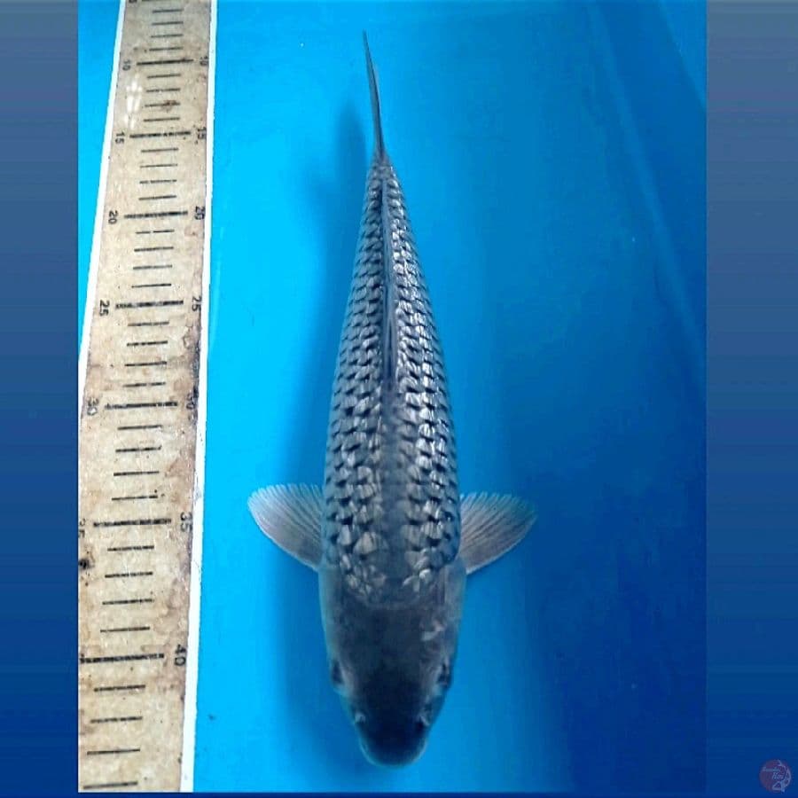soragoi ginrin, 31 cm