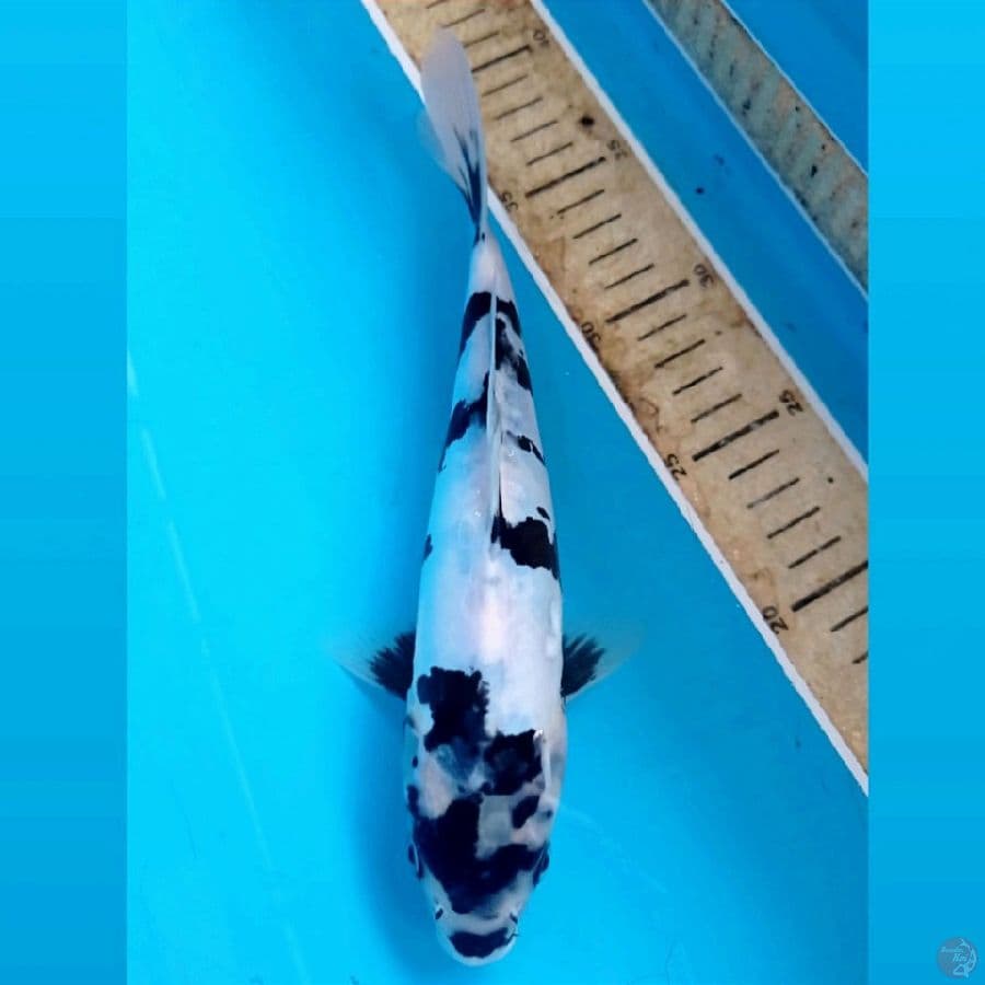 shiro doitsu, 24 cm