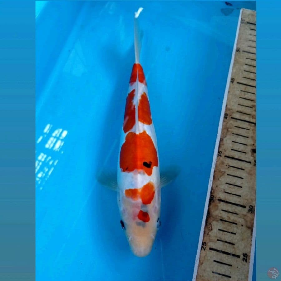 showa doitsu, 26 cm