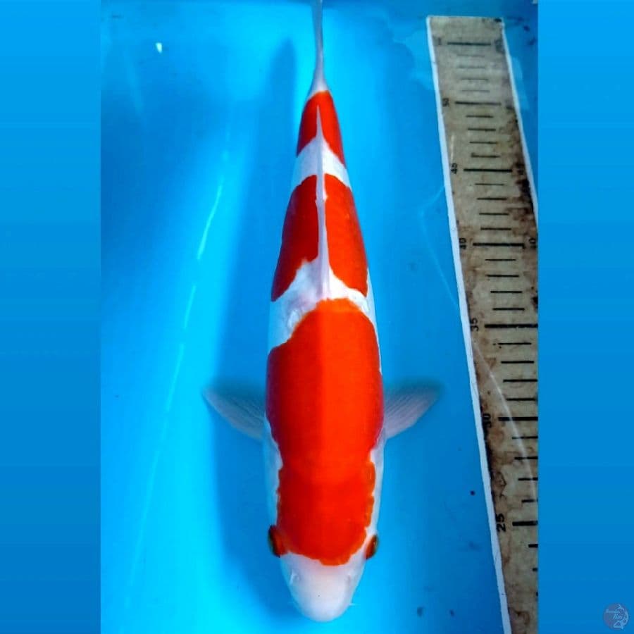 kohaku doitsu, 32 cm