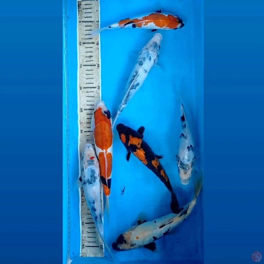 paket mix, 20 - 26 cm
