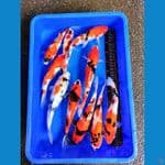Showa Ginrin 10 ekor 29-33cm