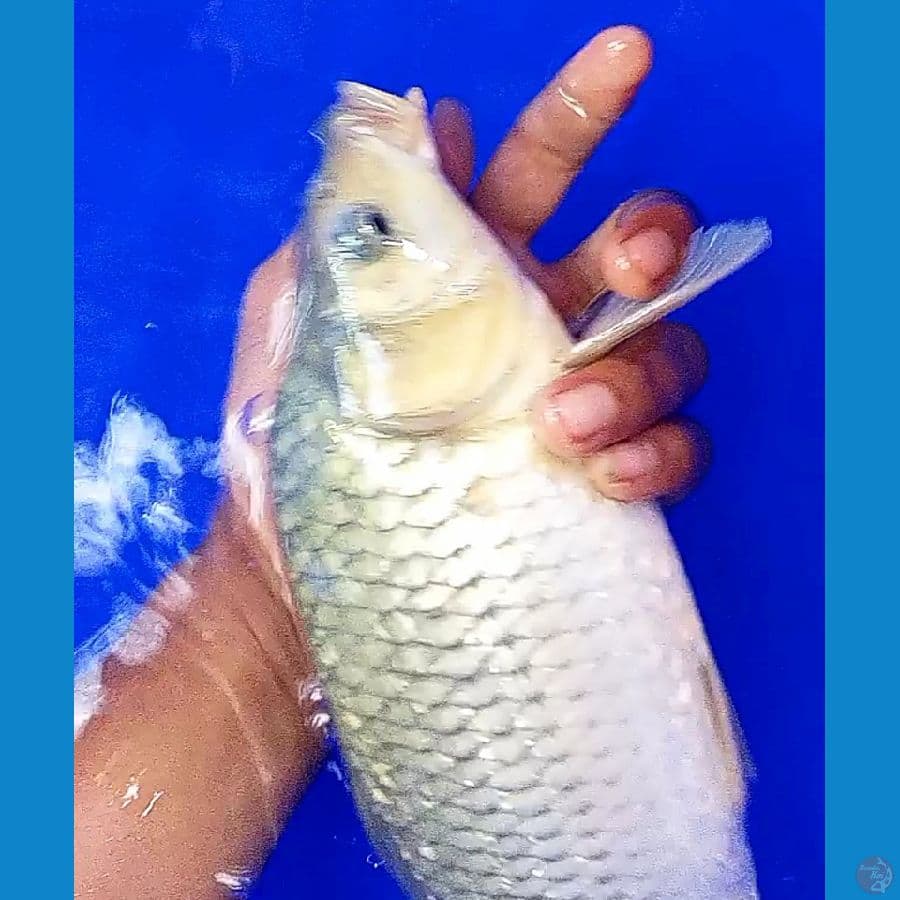 soragin punuk 35 cm