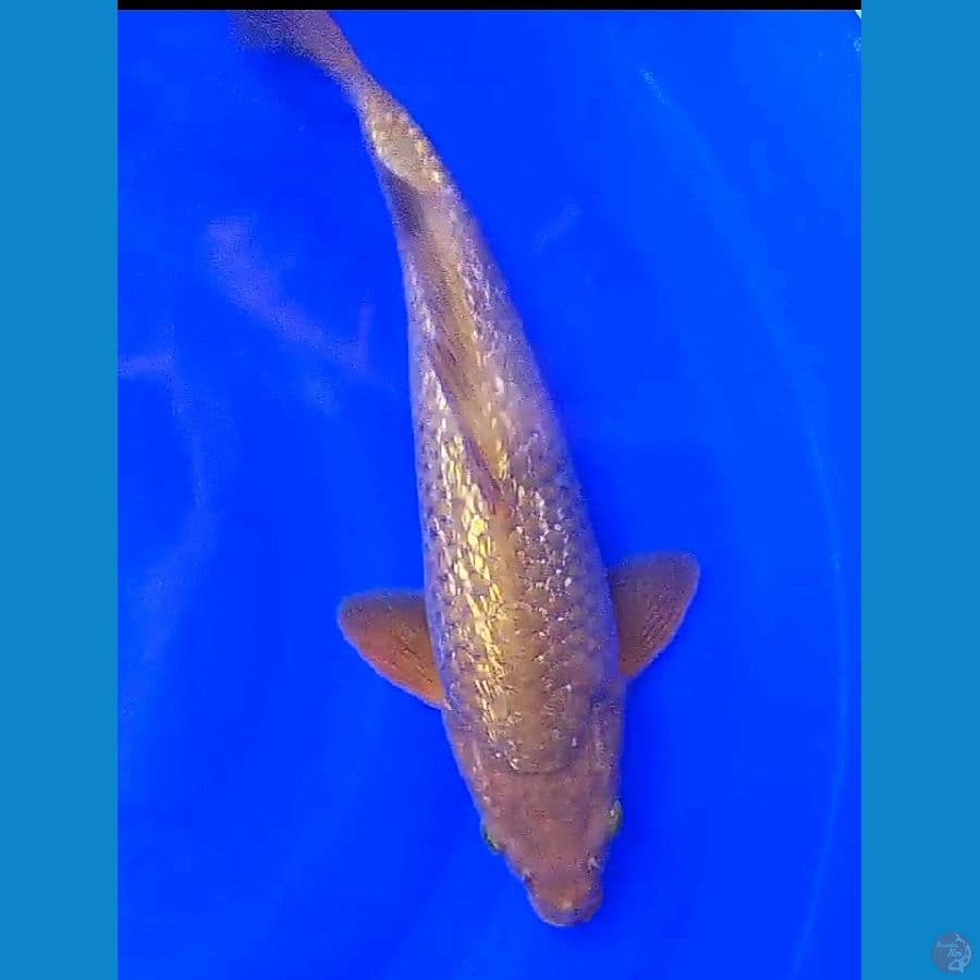 karamel ginrin punuk onta M 36 cm