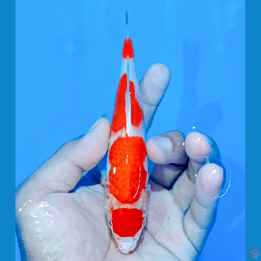 kohaku 4step 005