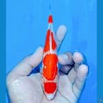 kohaku 4step 005